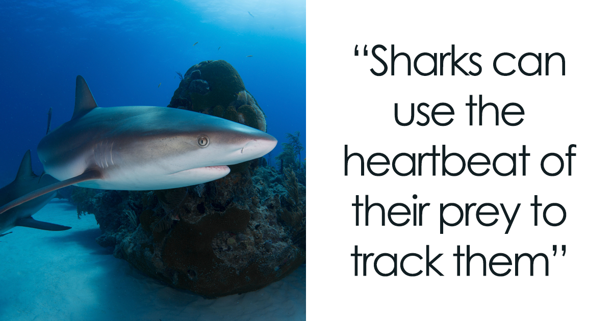 Some facts about shark nets