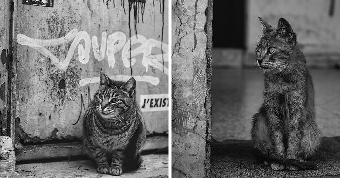 I Take Photos Of Stray Cats In Black And White, And Here Are 14 Photos Of Them (New Pics)