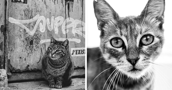 My Images Of Cats That Live On The Streets In Black And White (14 New Pics)