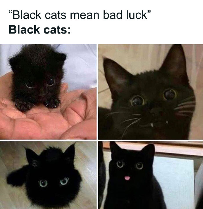 ❋ 𝐈𝐜𝐨𝐧𝐬 ✓  Best cat memes, Cat memes, Cats