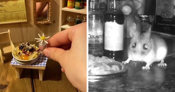 Tiny Mouse Sneaks Into House, Gets Provided Gourmet Meals And Own Living Room