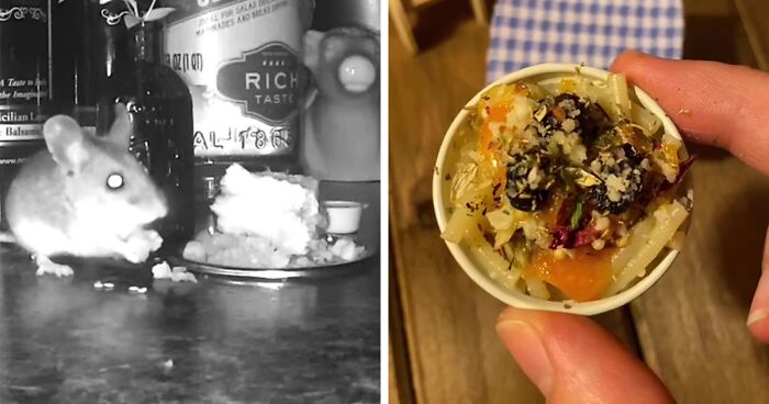 Woman Makes Gourmet Meals For A Mouse That Lives In Her Wall, Goes Viral On TikTok With More Than 18M Views