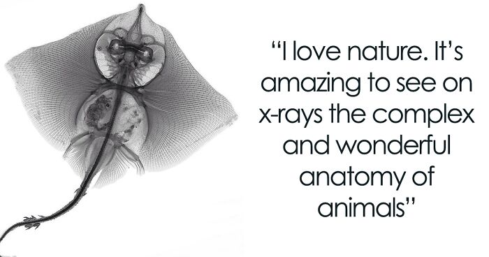 75 Enchanting X-Ray Images Of Animals And Plants Taken By Former Medical Physicist Arie Van 'T Riet