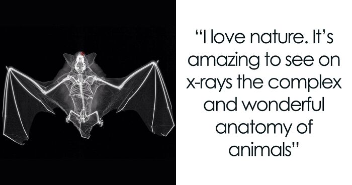 Former Medical Physicist Takes X-Ray Images Of Nature, Creating Beautiful Works Of Art He Calls 