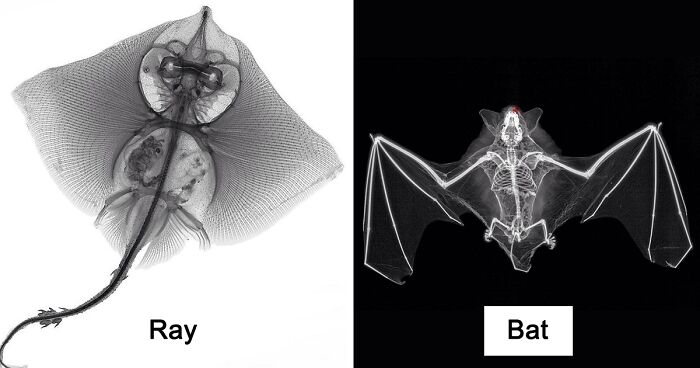 75 Of The Most Fascinating X-Ray Pictures Of Animals, As Taken By This Former Medical Physicist