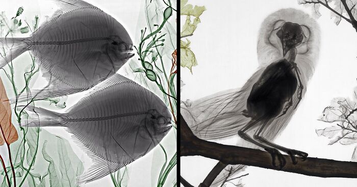 Arie Van 'T Riet Makes Dreamy X-Ray Photographs Of Natural Scenes, And Here's 75 Of His Most Impressive Work