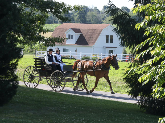 Go For Carriage Ride