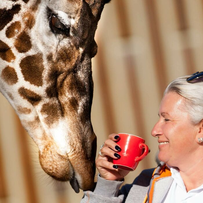 I Took Photos Of The Zookeeper Having Morning Coffee With Her Best Friend Giraffe (7 Pics)