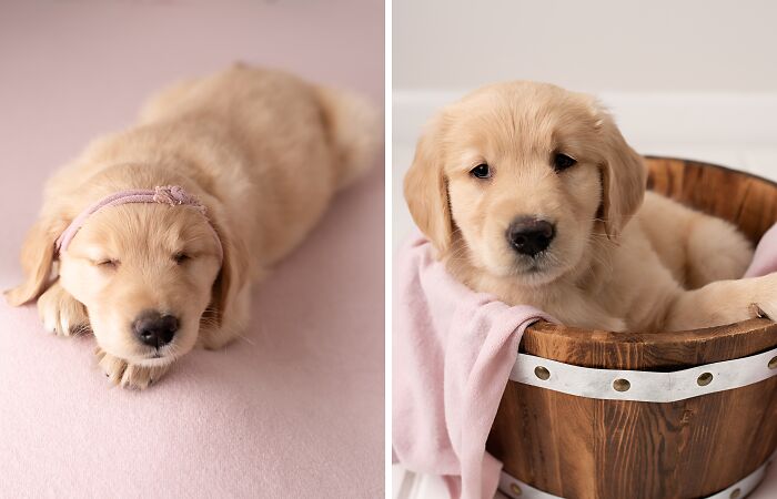 I Made A Newborn Photoshoot With A Golden Retriever Puppy (7 Pics)