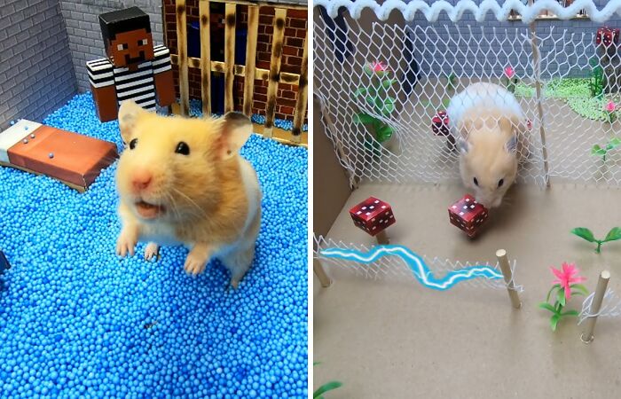 36 Million People Fell In Love With This Brave Hamster Video, Where He’s Escaping From A Minecraft-Themed Prison Maze (15 Pics)