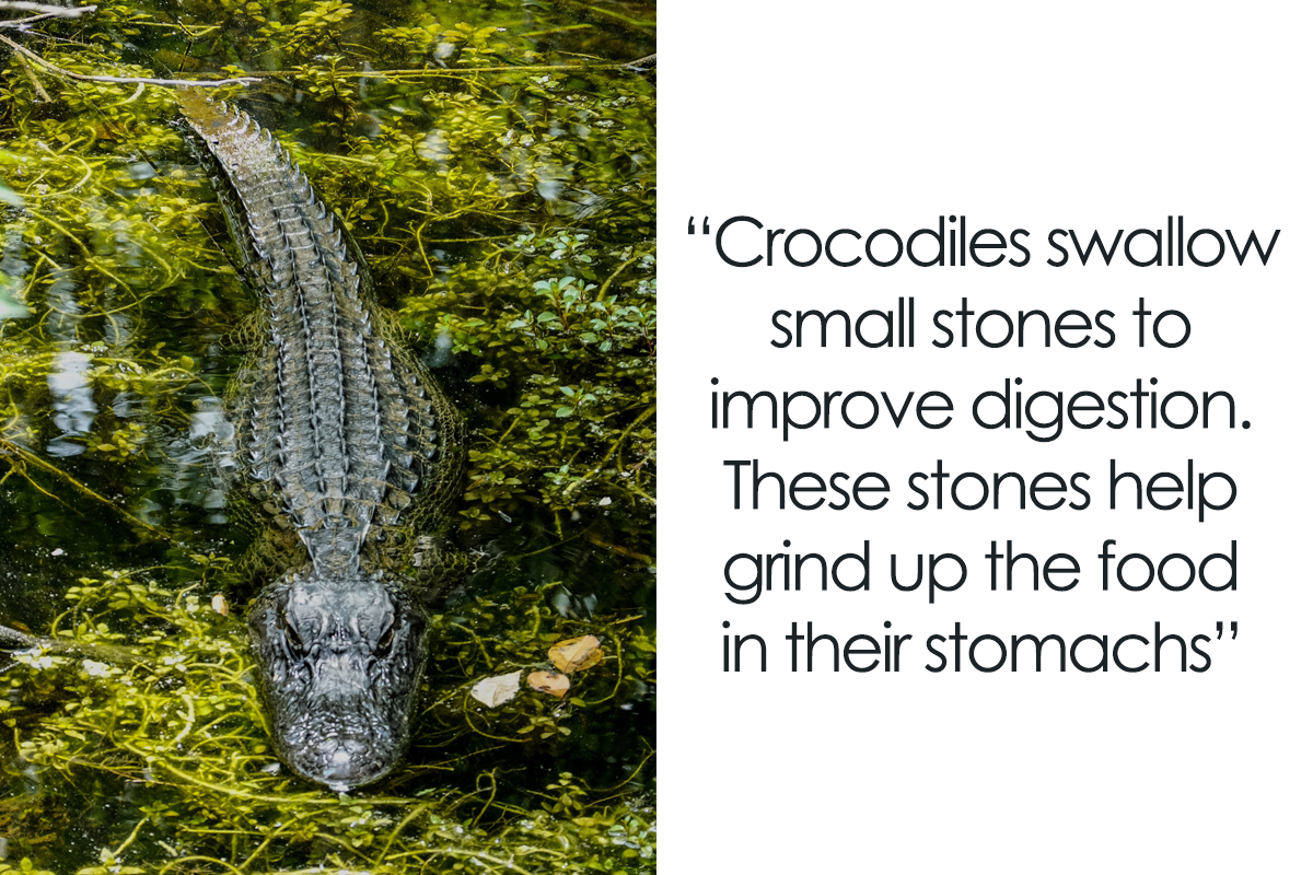 agusan saltwater crocodile