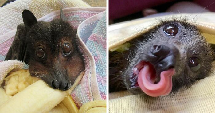 182 Pics Proving How Adorable Bats Actually Are