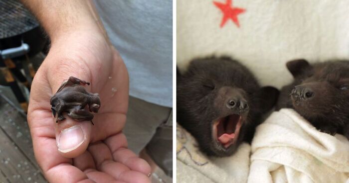 182 Of The Cutest Bat Pics The Internet Has To Offer