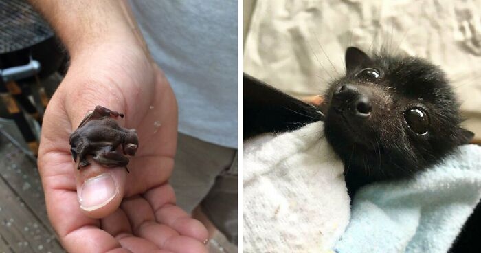 182 Times Bats Were Caught Being Exceptionally Cute