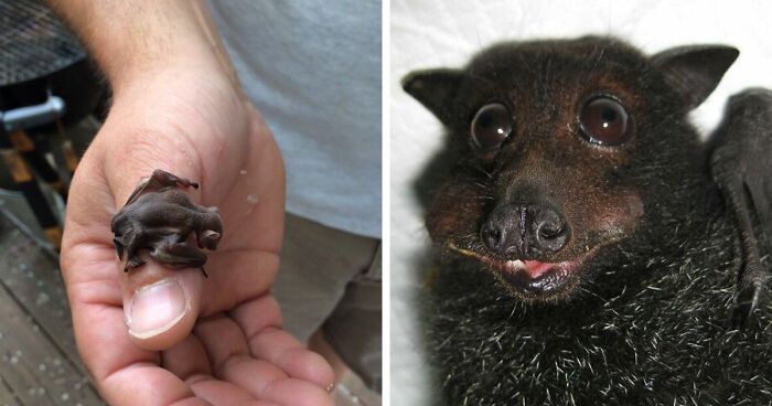 182 Pics Of Cute Bats To Help You Recharge Your