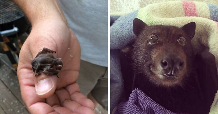 182 Pics Of Bats Being Awesome, Derpy, Or Just Straight-Up Cute