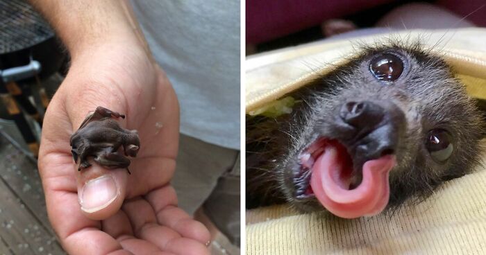 182 Pics That Prove Bats Are Cute Rather Than Scary