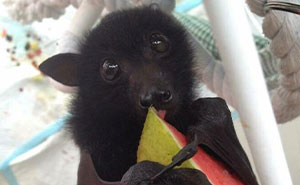 30 ‘Fangtastic’ Pics Of Bats Showing Their Adorable Side