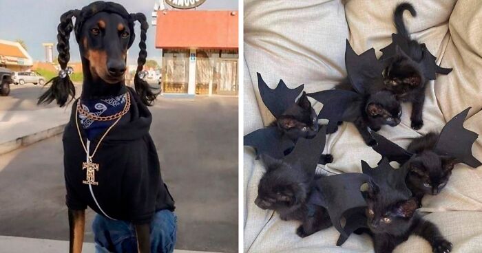 136 Of The Best Halloween Pet Costumes (New Pics)