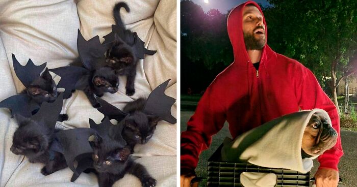 136 Times People Dressed Their Pets For Halloween And Absolutely Nailed It (New Pics)