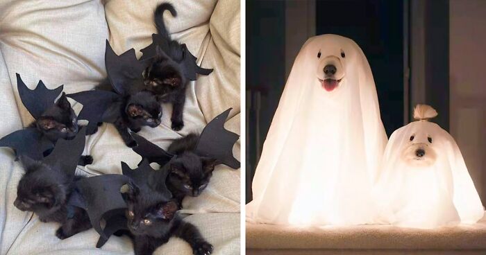 136 Pet Costumes That Absolutely Won Halloween (New Pics)