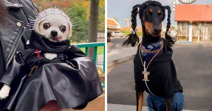 136 Adorably Spooky Pets In Their Halloween Costumes (New Pics)