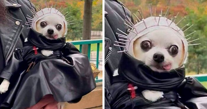 136 Pets That Pulled Off The Best Halloween Costumes (New Pics)