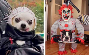 ¿Cómo vestir a tu mascota para Halloween? 40 disfraces geniales y adorables creados por los dueños