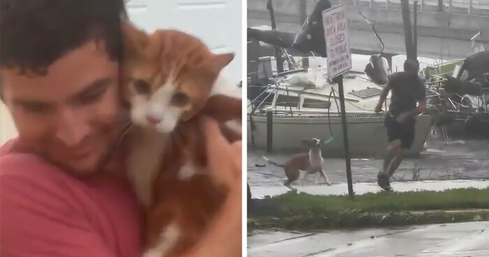 “Look At Michael Saving The Kitty!”: Floridians Brave Hurricane Ian, Jump Into Floodwaters To Save Stranded Animals