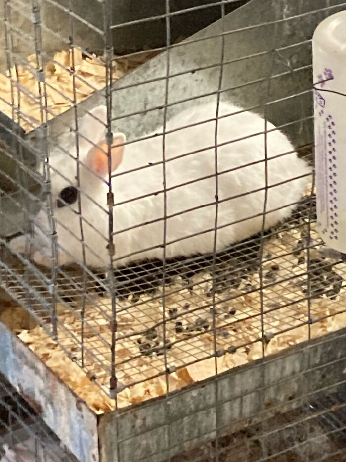 Bunnies In My Schools Ffa Room