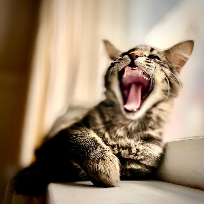 Yawn