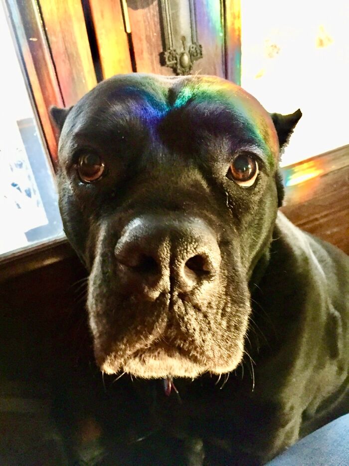 Rainbow Mastiff