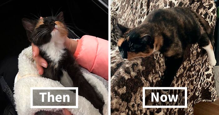 70 Adorable Side-By-Side Comparisons Of Cats Now And When They Were Little, As Shared On This Online Community