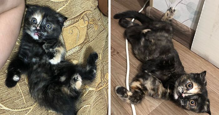 Cat Owners On This Group Share Adorable Side-By-Side Pics Of Kittens Turning Into Cats (70 Pics)