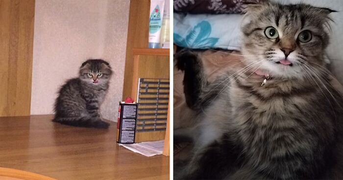 Lovable Kittens Turning Into Precious Cats, As Shared On This Online Group (70 Pics)