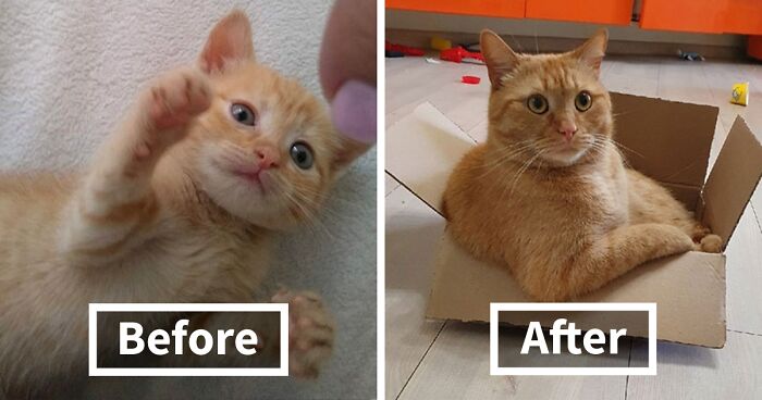 Cat Owners On This Group Share Pictures Of Their Kittens Before And After Growing Up (70 Pics)