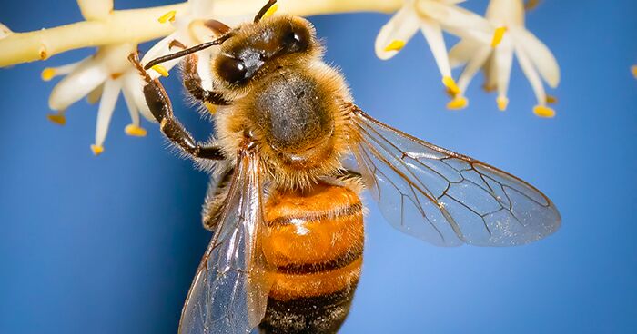 My 24 Pics I Took With A Macro Lens To Remind You That There's An Amazing World Right Under Your Nose