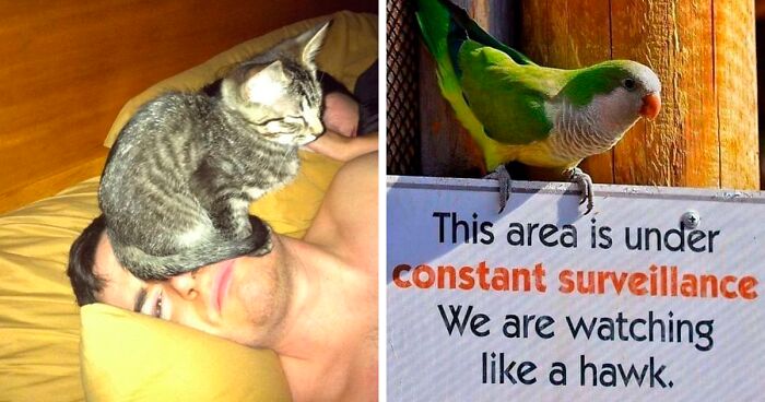 This Twitter Account Shares Mischievous Animal Memes, And These 35 Are A Total Riot