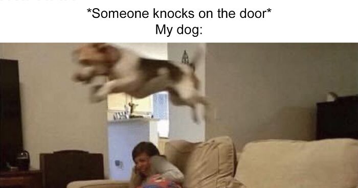 This Twitter Page Is Dedicated To Mischievous Animal Memes, Here Are 35 Of The Funniest Ones