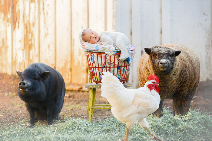 I Held A Newborn Photoshoot On A Family Farm With The Farm Animals, And Here Are The Results (6 Pics)