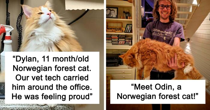 176 Photos Of The Fluffy And Majestic Side Of Norwegian Forest Cats