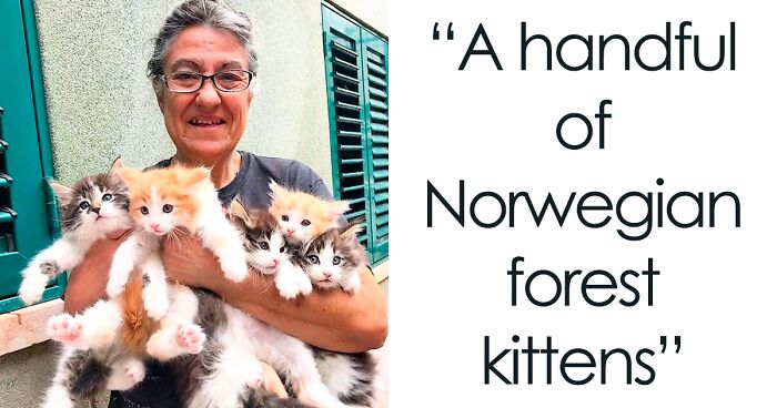 176 Photos That Prove Norwegian Forest Cats To Be One Of The Most Dazzling Pets