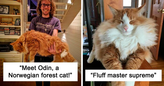 38 Photos Of The Fluffy And Majestic Side Of Norwegian Forest Cats