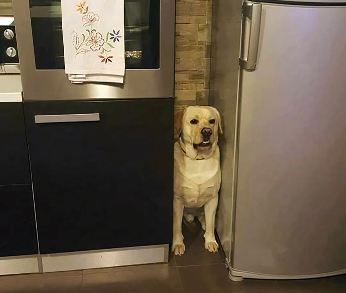 This Dog Between The Fridge And The Oven