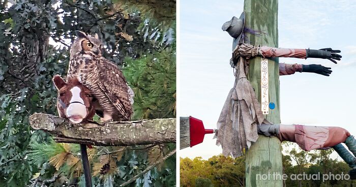 Owl Carrying A Stick Horse Toy Resembles A Witch On A Broom, And This Man Captures It On Video