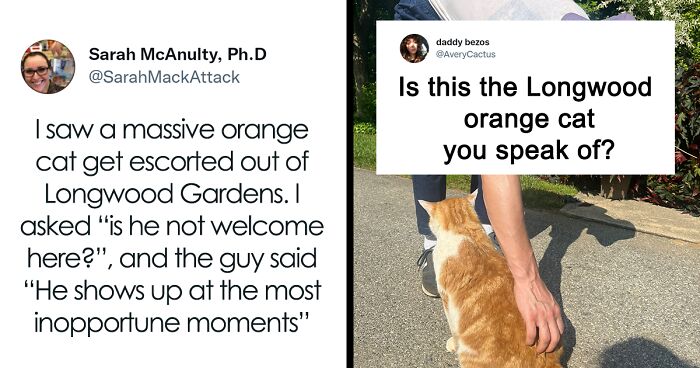 Woman Tweets How She Saw An Orange Cat Getting Escorted Out Of A Botanical Garden For Always “Showing Up At The Most Inopportune Moments”