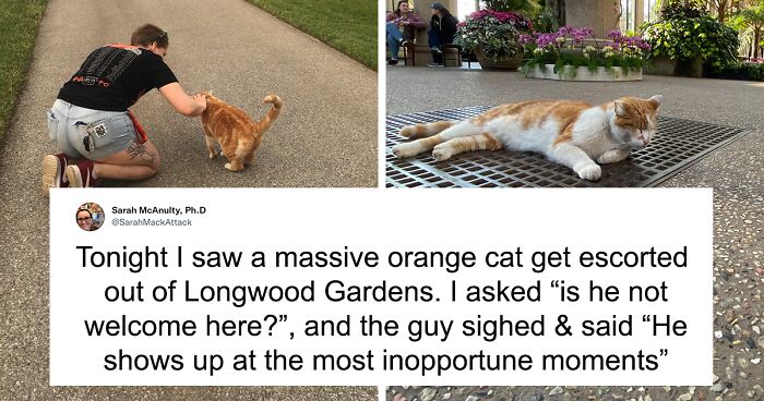 Apparently, There’s A Botanical Garden That Houses Cats, And One Of Them Was Escorted Out Because She Kept Showing Up At Inopportune Moments