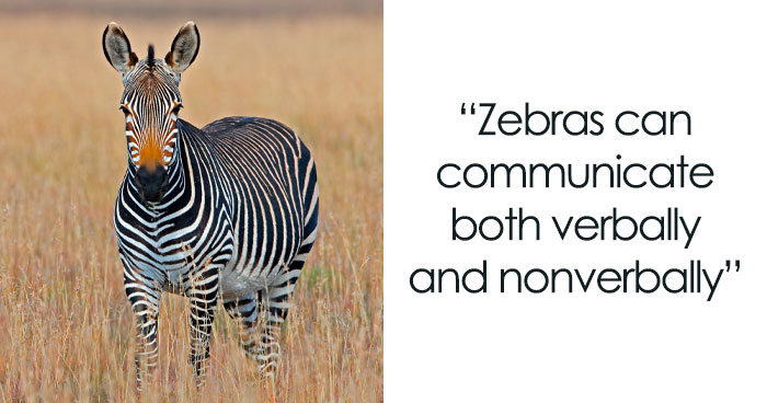 108 Amazing And Somewhat Trivial Facts About Zebras