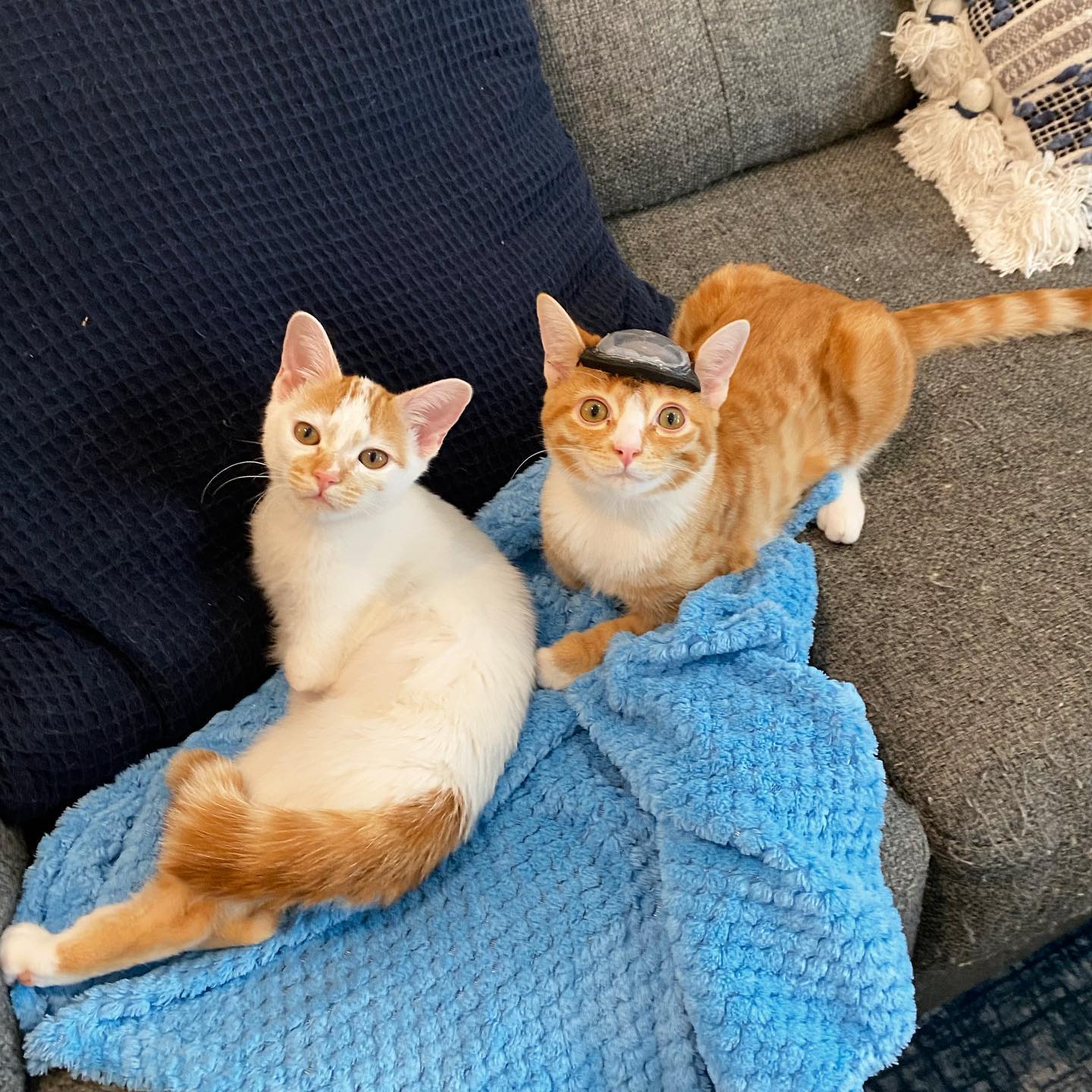 These Two Sibling Kittens Are Quite Different From Other Cats, But They Are Living Their Life To The Fullest After Being Rescued