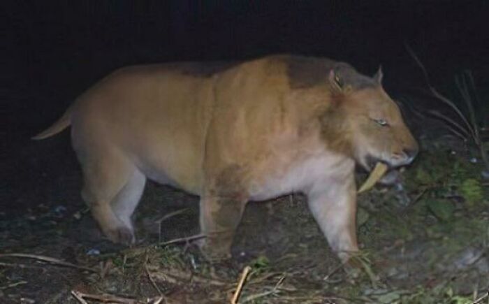 A Smilodon Fatalis Captured By A Camera Trap